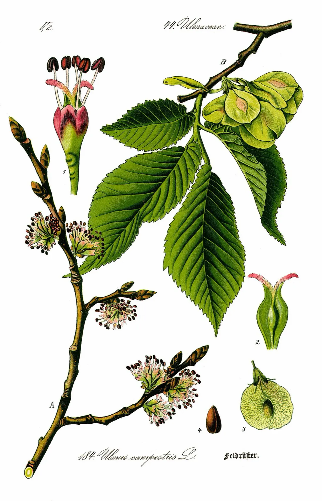 Botanische plaat van Ulmus minor, gladde iep: blad, bloem en vrucht.