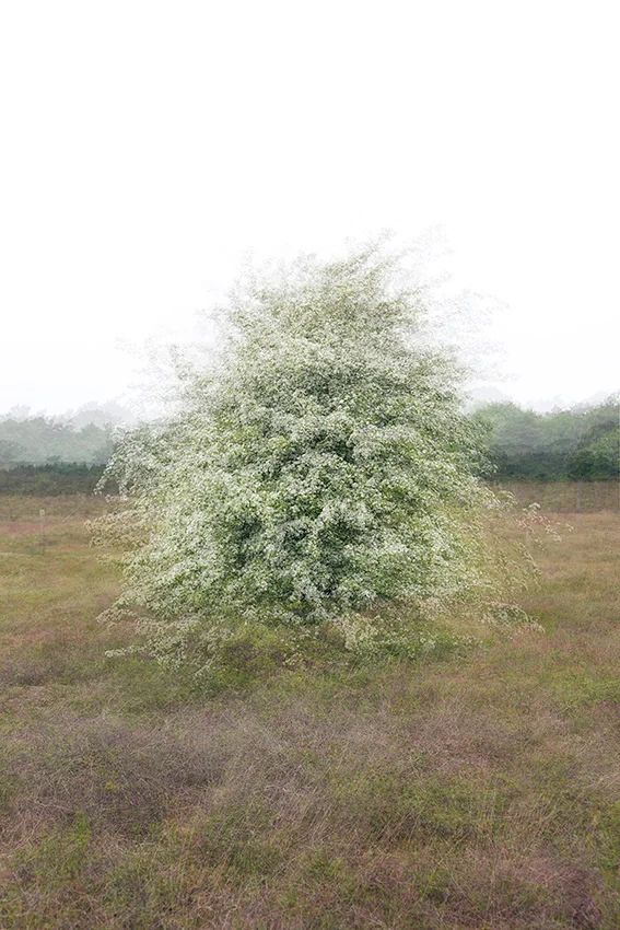 Een bloeiende struik in een veld, opgebouwd uit vele opnames.