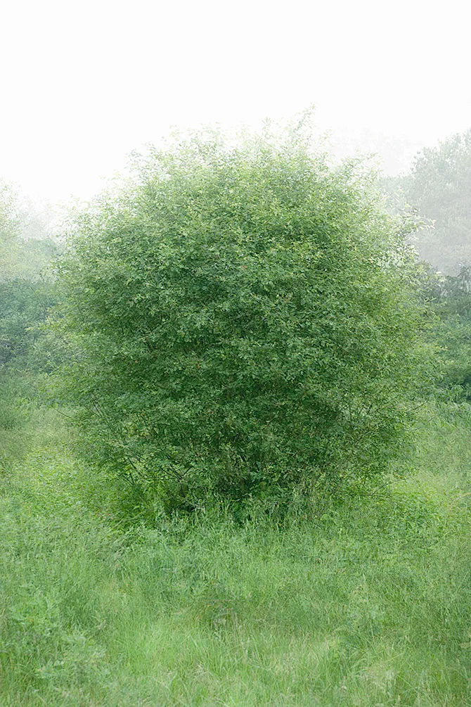 Een ronde groene struik in hoog gras, in de mist.